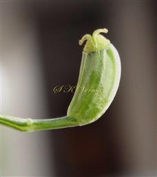  Fruit